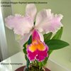 Cattleya Maggie Raphael semialba (dowiana x trianae).